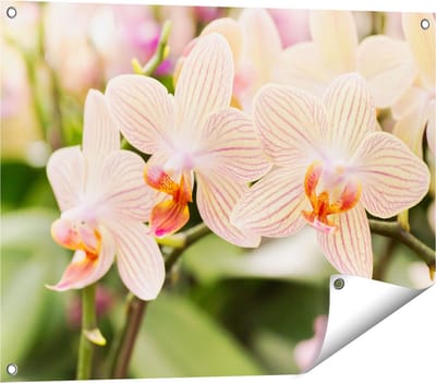 Gards Tuinposter Gestreepte Witte Orchidee Bloemen - 80x60 cm - Tuindoek - Tuindecoratie - Wanddecoratie buiten - Tuinschilderij