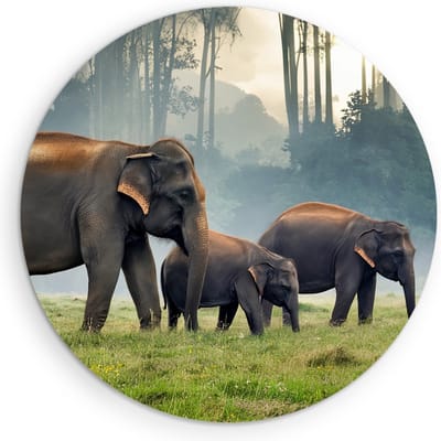 Saammp Muurcirkel Hout - Olifanten Familie in thailand - Dieren - Ø 90 - Wandcirkel - Wanddecoratie Cirkel - muurdecoratie Woonkamer - Slaapkamer decoratie - Rond Schilderij