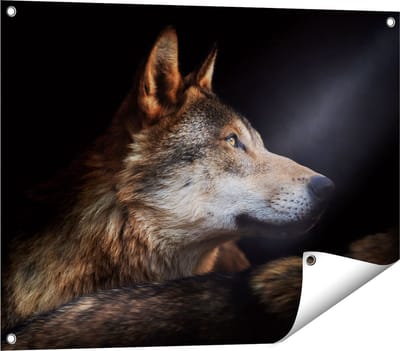 Gards Tuinposter Wolvenkop met een Zonnestraal - Wolf - 80x60 cm - Tuindoek - Tuindecoratie - Wanddecoratie buiten - Tuinschilderij