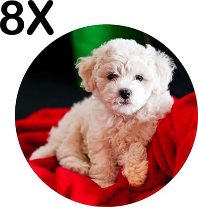 Luxe Ronde Placemat - Bichon Frise - Witte Hond op Rode Deken - Set van 8 Placemats - 50x50 cm - 2 mm dik Vinyl - Anti Slip - Afneembaar