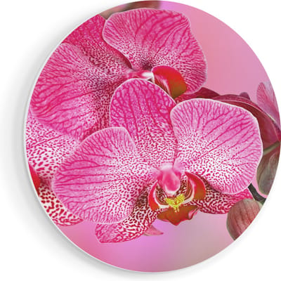 Artaza Forex Muurcirkel Roze Orchidee Bloemen - 40x40 cm - Klein - Wandcirkel - Rond Schilderij - Wanddecoratie Cirkel