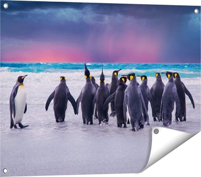Gards Tuinposter Groep Pingu�ns bij het Water - Kudde - 80x60 cm - Tuindoek - Tuindecoratie - Wanddecoratie buiten - Tuinschilderij