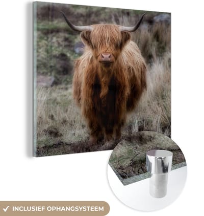 MuchoWow® Glasschilderij 50x50 cm - Schilderij acrylglas - Schotse Hooglander - Mos - Gras - Foto op glas - Schilderijen