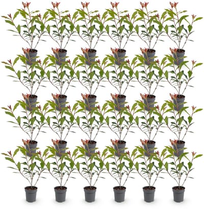 Green boutiQ - 24x Photinia fraseri Carre Rouge - Glansmispel - Haagplanten - Groenblijvend - Rood - Pot 9cm - Hoogte 25-35cm