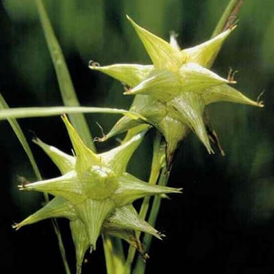 6 x Carex Grayi - Morgensterzegge - pot 9 x 9 cm - Groene Pracht gedurende het Seizoen