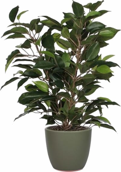 Mica Decorations Ficus kunstplant - groen - 40 cm - met plantenpot - groen - keramiek - D13.5 en H12.5 cm