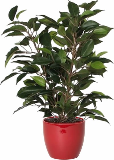 Mica Decorations Ficus kunstplant - groen - 40 cm - met plantenpot - rood - keramiek - D13.5 en H12.5 cm