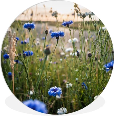 WallCircle - Wandcirkel 60x60 - Bloemen - Zomer - Korenbloem - Blauw - Zon - Wolken - Ronde schilderijen woonkamer - Wandbord rond - Muurdecoratie cirkel - Kamer decoratie binnen - Wanddecoratie muurcirkel - Woonaccessoires