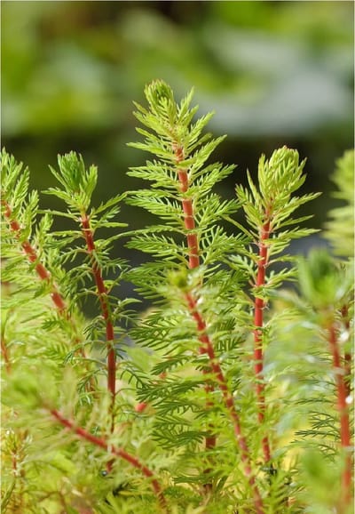 Moerings Myriophyllum Rubricaule | Braziliaans Vederkruid | In 11x11CM Mand