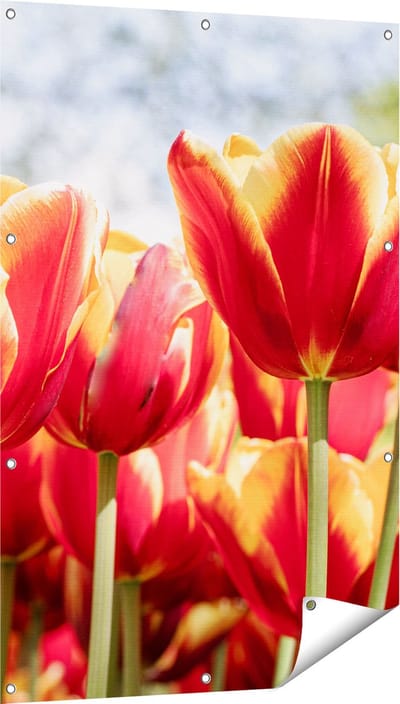 Gards Tuinposter Oranje Rode Tulpen - 80x120 cm - Tuindoek - Tuindecoratie - Wanddecoratie buiten - Tuinschilderij