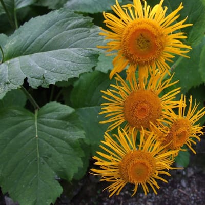 6 x Telekia Speciosa - Koeieoog pot 9x9cm - Grootbloemige Borderplant