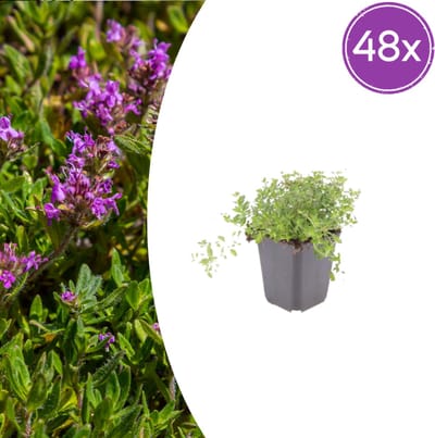 Tuinplantenshop.com | Thymus serpyllum | 48 stuks - Ø9cm - 10-25cm hoog - Tuinplant