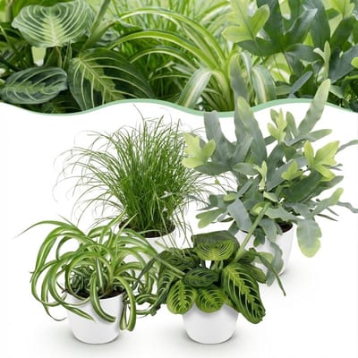 Plantenboetiek.nl | Chlorophytum - Cyperus - Phlebodium - Marantha - Mix van 4 - Huisdiervriendelijke Planten - Groen - 4 Planten - met Potter Wit - Ø12cm - 25cm hoog - Kamerplant - Arrangement - Plant met pot
