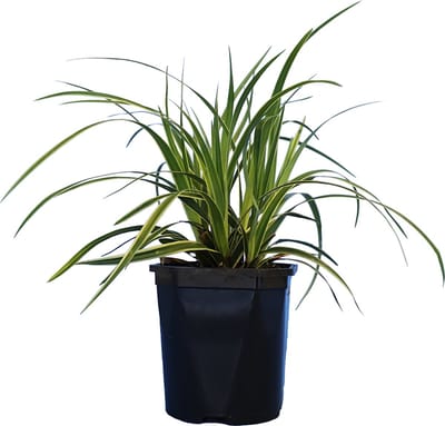 Plants Online - Tuinplanten - Siergrassen - Zegge ‘Ice Dance’ - Pot 20-25 cm - set van 10 - Dichtbegroeid - Weinig onderhoud - Wintergroen