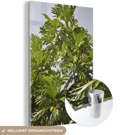 ® Glasschilderij 120x180 cm - Schilderij acrylglas - Een broodvruchtboom in een tropisch gebied van Jamaica - Foto op glas - Muurdecoratie woonkamer - Wanddecoratie slaapkamer - Schilderijen