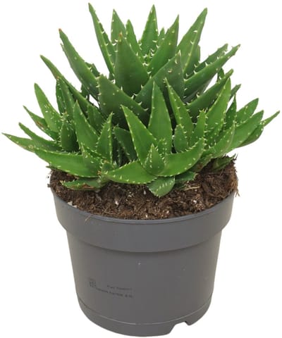 JUNAVERA Aloe perfoliata in 5 cm pot – compacte vetplant van 15 cm hoog