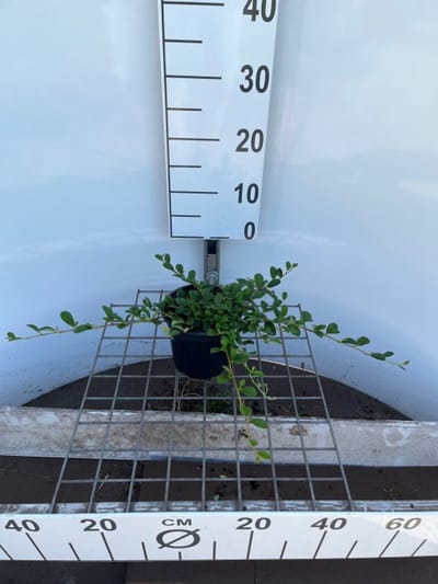 Plants Online - Tuinplanten - Heesters - Set van 1 - Cotoneaster dammeri - 1.3 liter pot - Plant 30-40 cm