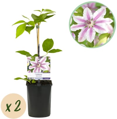 Green boutiQ - Klimplant - Clematis Nelly Moser - Bloem Roze - Weinig onderhoud -2 planten - Pot 11cm Hoogte 40cm