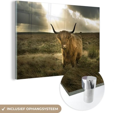 MuchoWow® Glasschilderij - Schotse Hooglander - Zon - Duin - Natuur - Dieren - 120x80 cm - Acrylglas Schilderijen - Foto op Glas - Muurdecoratie