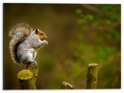 Dibond - Eekhoorn op Tak van Boom - 40x30cm Foto op Aluminium (Met Ophangsysteem)