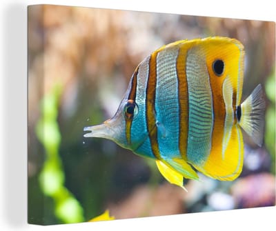 Gestreepte vis Canvas 30x20 cm - klein - Foto print op Canvas schilderij (Wanddecoratie woonkamer / slaapkamer) / Wilde dieren Canvas Schilderijen