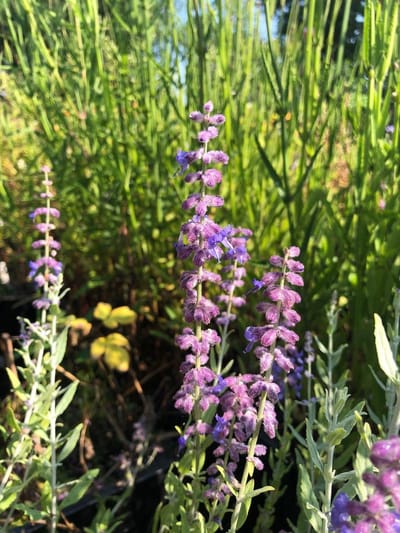 6 x Perovskia 'Lacey Blue' - Reuzenlavendel - P9 Pot (9 x 9cm) - Dima Vaste Planten