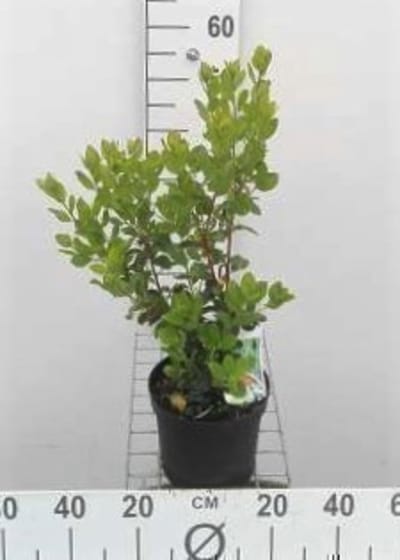 Arbutus unedo - Aardbeiboom 20 - 30 cm in pot