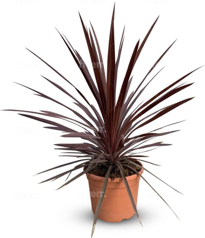 Cordyline australis 'Red Star' – Rode Koolpalm – 75 cm inclusief pot (10 liter) – Palmboom - Winterhard