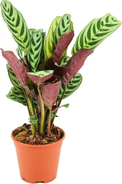 ZynesFlora Ctenathe Burle-Marxii - Visgraadgebedsplant - Ø 14 cm - Hoogte: 35 - 40 cm - Luchtzuiverende Kamerplant
