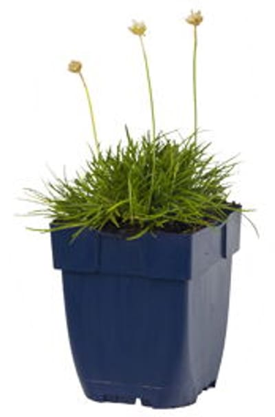 Griffioen - Armeria mar. 'Alba'