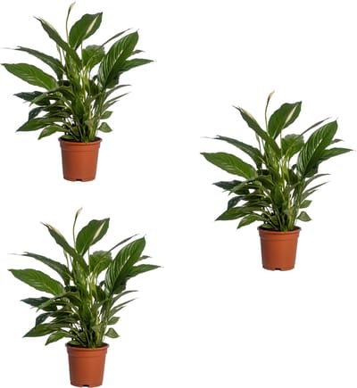 3 stuks De Lepelplant of De VredesLelie, Bekend om zijn Witte Bloemen,Spathiphyllum Vivaldi - Ø17cm - 70cm