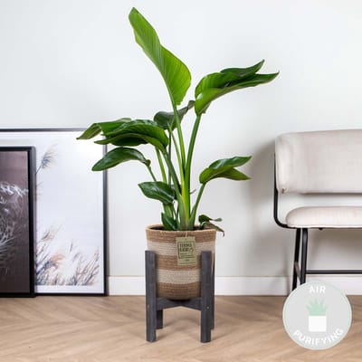 Bloomique - Strelitzia Nicolai - Paradijsvogelplant - Paradijsvogelbloem - Kamerplanten - Luchtzuiverend - Gemakkelijk in onderhoud - Hoogte 80-100 cm - Jute Mand 21 cm