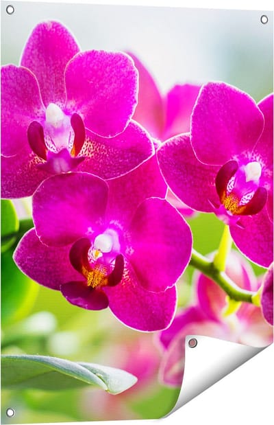 Gards Tuinposter Roze Orchidee Bloemen - 60x80 cm - Tuindoek - Tuindecoratie - Wanddecoratie buiten - Tuinschilderij