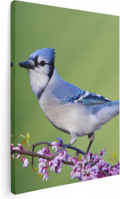 Artaza Canvas Schilderij Blauwe Gaai - 30x40 cm - Klein - Wanddecoratie Bloemen - Muurdecoratie Vogels - Kamer Accessoires