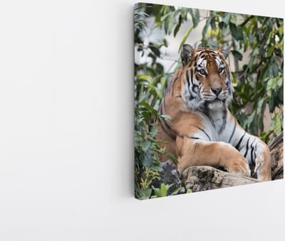 Saammp Canvas Schilderij - Tijger op boomstronk - Natuur - Dieren - 20x20 - Foto op canvas - Wanddecoratie - muurdecoratie Woonkamer - Slaapkamer decoratie - Canvas Print