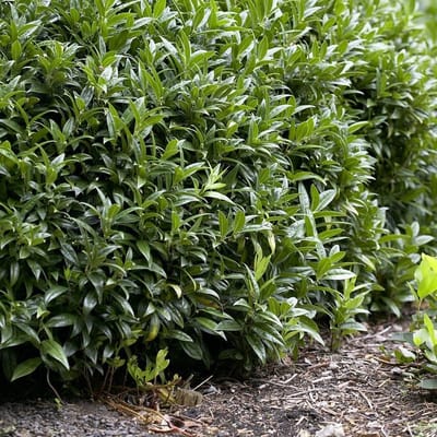 12 x Vleesbes Wit - Wintergroene Haagplant Bodembedekker - Sarcococca hookeriana humilis in C2 pot met hoogte 20 - 40 cm