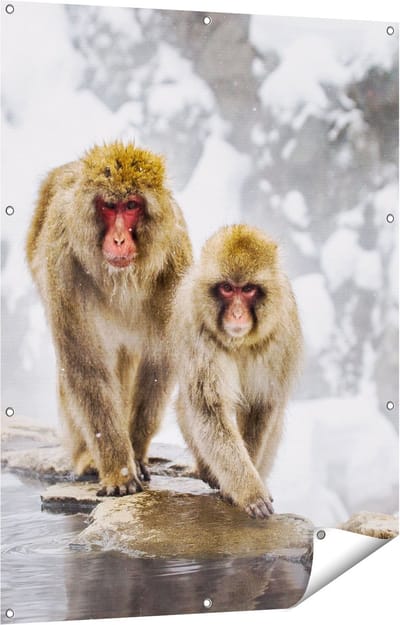 Gards Tuinposter Twee Aapjes in de Sneeuw op Rotsen - 90x120 cm - Tuindoek - Tuindecoratie - Wanddecoratie buiten - Tuinschilderij