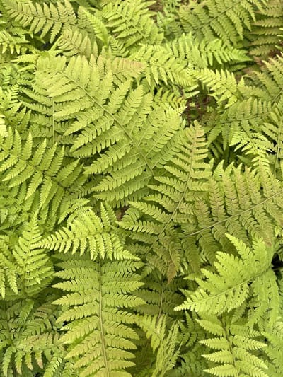 6x Brauns Naaldvaren - Polystichum braunii | 9x9 cm pot