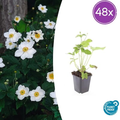 Tuinplantenshop.com | Anemone hyb. 'Honorine Jobert' | 48 stuks - Ø9cm - 10-25cm hoog - Tuinplant