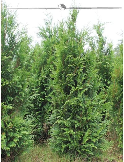 Portugese Laurier Prunus Angustifolia 40-60 cm in Pot, 15x Haagplant