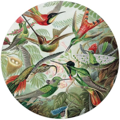 Plexiglasschilderij Hummingbirds - Ø 50 - Acrylglas - REINDERS