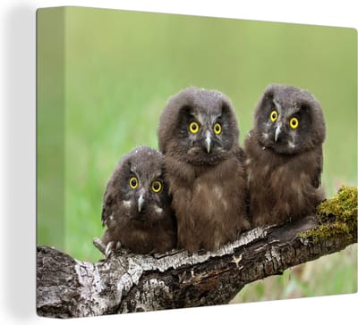 Canvas Schilderij Drie jonge ruigpootuilen op een bemoste tak - 120x90 cm - Wanddecoratie