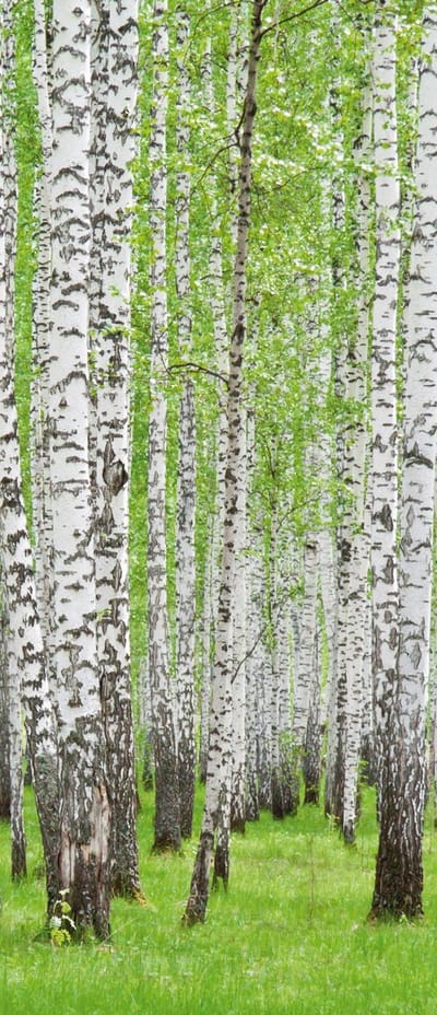 Forest and Woods Photo Wallcovering