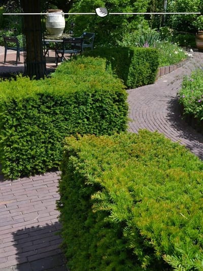 Venijnboom Taxus media Hillii 50-60 cm, 75x Haagplant