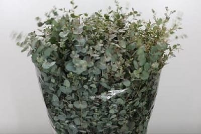 5x Sg eucalyptus gunnii 70cm