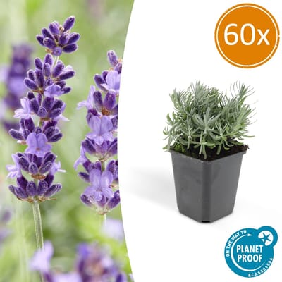 60 Stuks, Lavendel, Heerlijk Geurend Diep Paarse Bloemen, Lavandula Hidcote - 10-25cm - Ø9cm