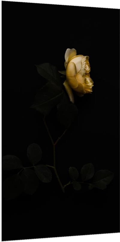 Dibond - Gele Roos met Zwarte Achtergrond - 100x200cm Foto op Aluminium (Met Ophangsysteem)