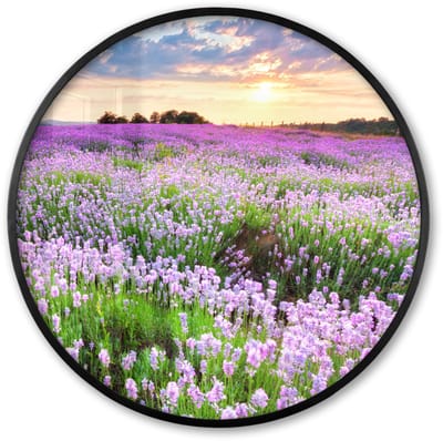 Poster in lijst Rond - Fotolijst 60x60 cm - Posters - Lavendel - Bloemen - Zonsondergang - Paars - Weide - Ronde posterlijst zwart - Decoratie - Wanddecoratie woonkamer - Muurdecoratie slaapkamer