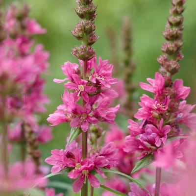 Kattenstaart (Lythrum Salicaria) - Robert - Vaste planten - Snijbloemen - Zomerbollen - bloeit in Juli / Augustus / September