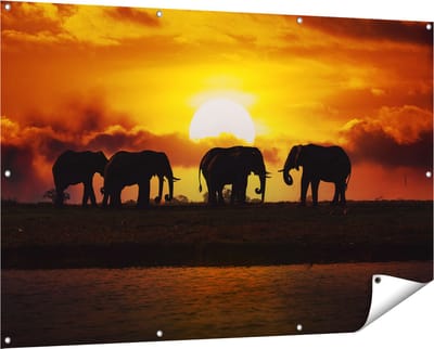 Gards Tuinposter Silhouet Olifanten tijdens Zonsondergang - 150x100 cm - Tuindoek - Tuindecoratie - Wanddecoratie buiten - Tuinschilderij